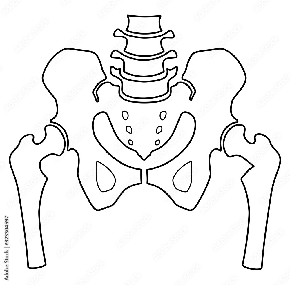 Fragment of the structure of the human skeleton. Pelvic girdle and thighs.  Linear silhouette. Sign. Vector. Stock Vector