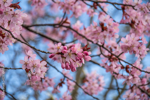 Japanische Kirschblüte