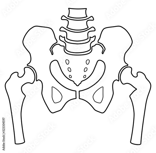 Fragment of the structure of the human skeleton. Pelvic girdle and thighs. Linear silhouette. Sign. Vector.