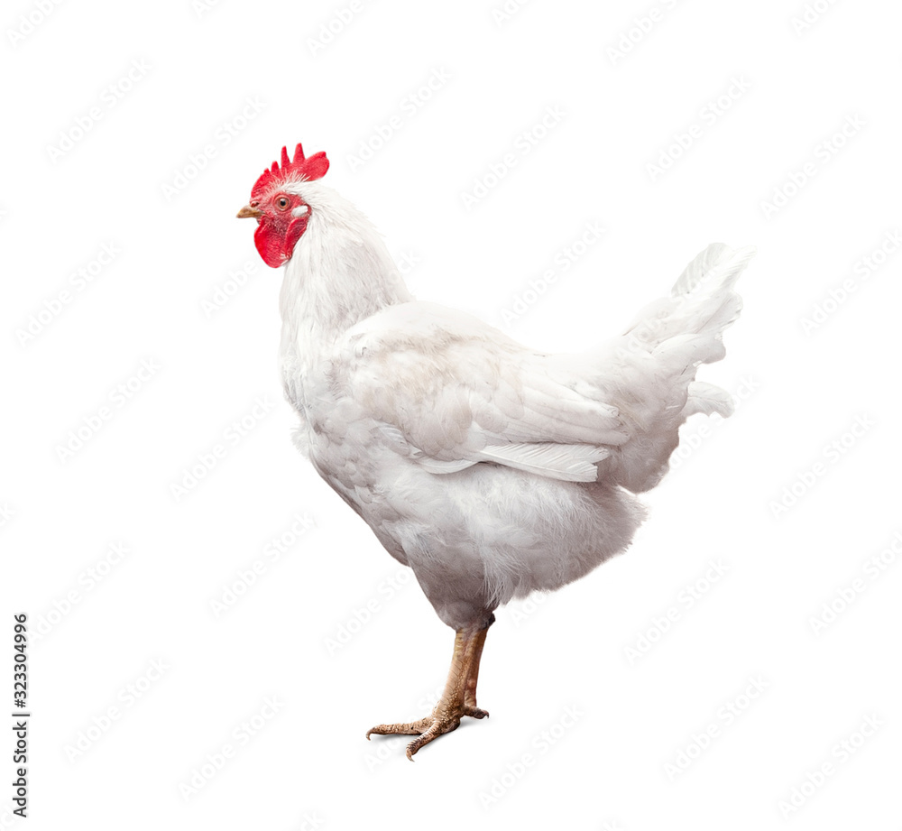 White rooster isolated on white background
