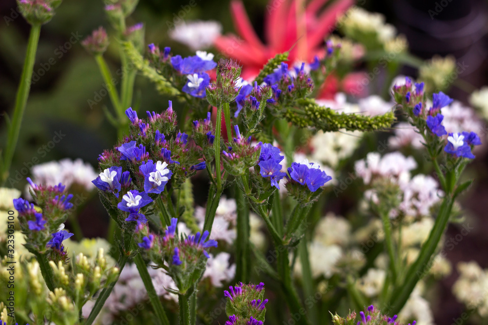 Obraz premium Limonium (Plumbaginaceae) - small white and blue summer flowers grow in the garden, pink dahlia in the background