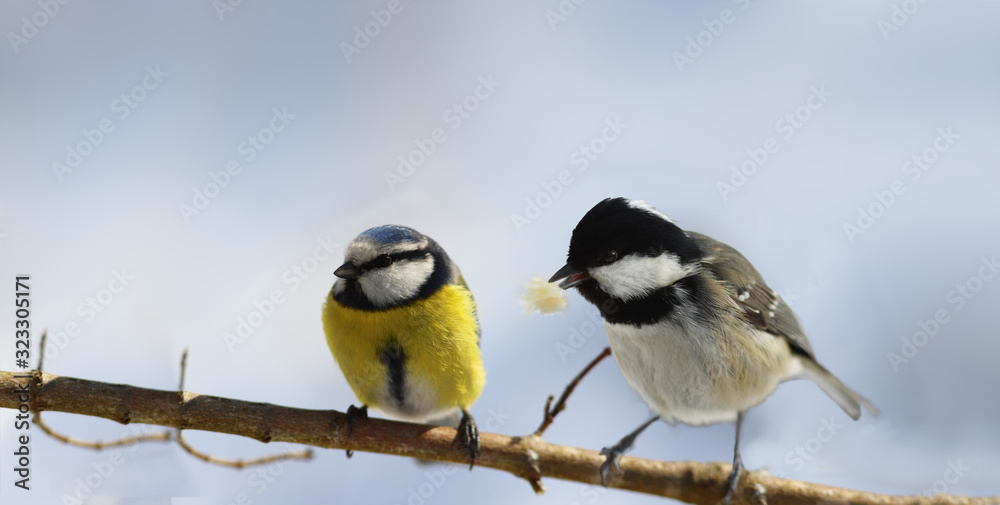 Fototapeta premium A small blue tit and Coal tit with a piece of bread sitting together on a branch..