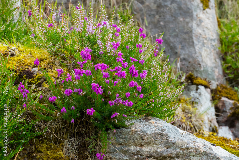 Naklejka premium Irische Heide auf einer Weide in den schottischen Highlands
