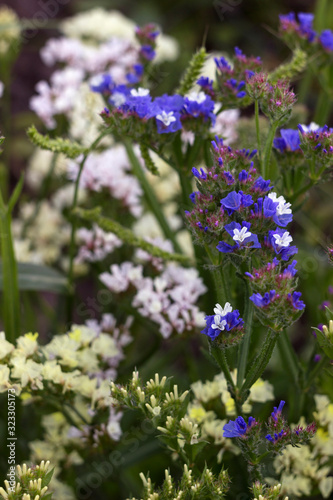 Limonium (Plumbaginaceae) - small white and blue summer flowers grow in the garden. Background