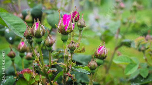 Rose bush with pink buds after rain_