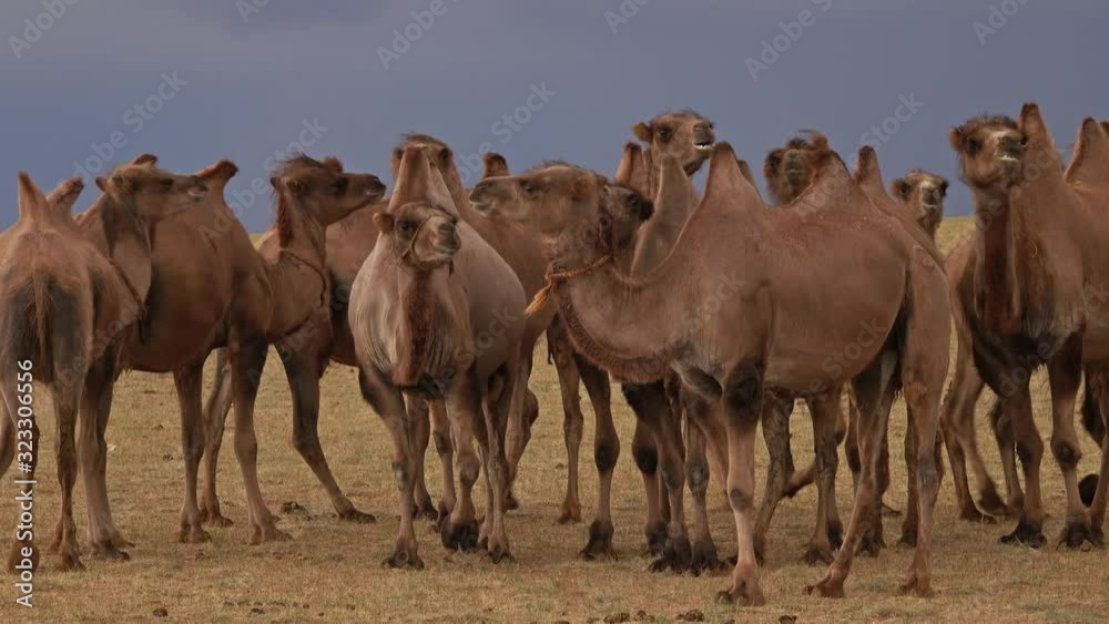 Group camels in steppe under storm clouds sky, Mongolia, 4k Group camels in steppe under storm clouds sky, Mongolia, 4k