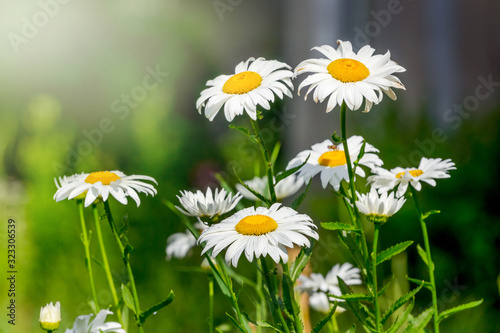 White daisies in the field in sunny weather_