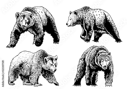 Graphical set of grizzly bears isolated on white,vector illustration