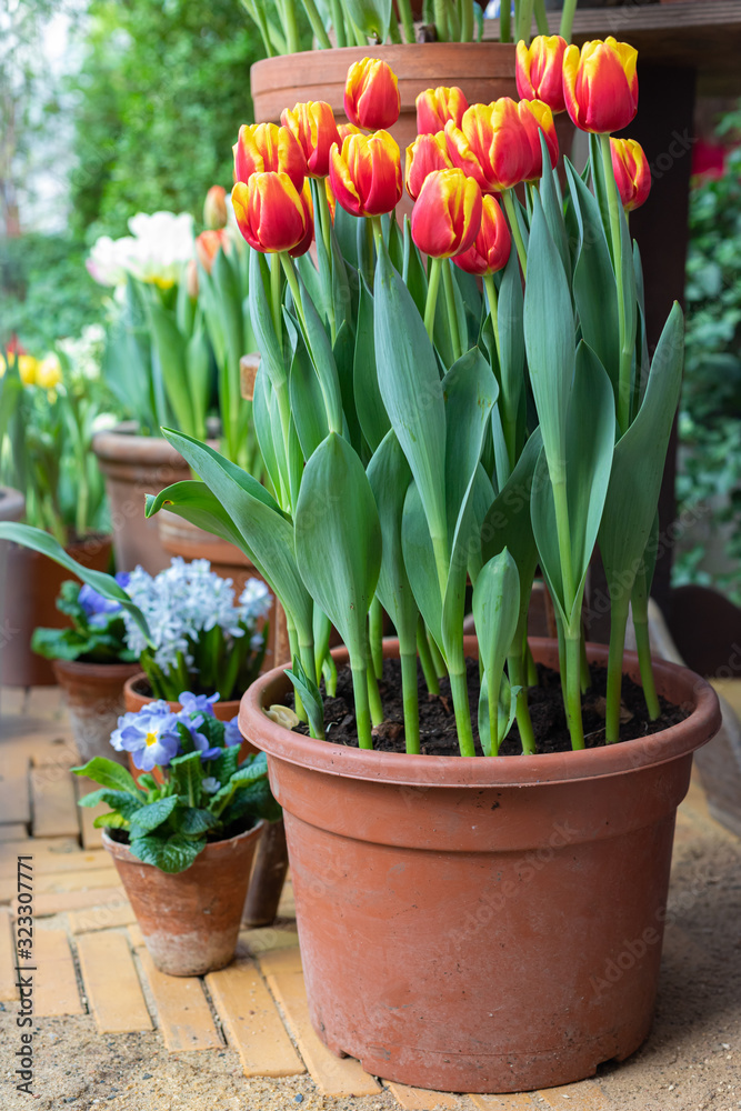 Multicolored spring tulips potted on the garden lawn