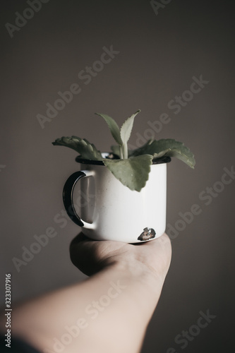 hand holding plant in pot