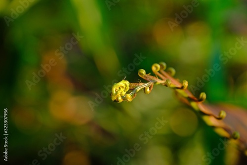 Close up fiddlehead Fern with blurred green leaves background.