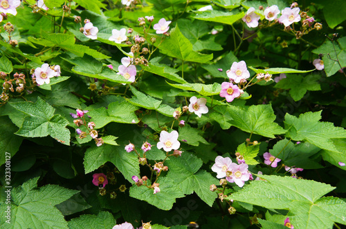 Shrub of rubus odoratus or purple-flowered raspberry green leaves with pink flowers