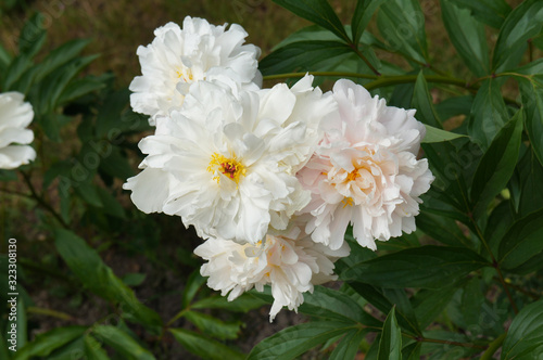 White peony flowers paeonia gardenia in green leaves