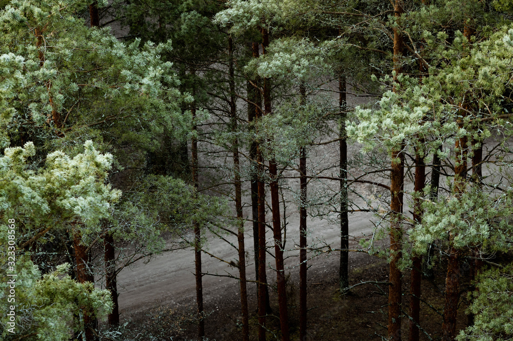 Obraz premium Frosty trees in forest during cold winter morning sunrise, captured in close up