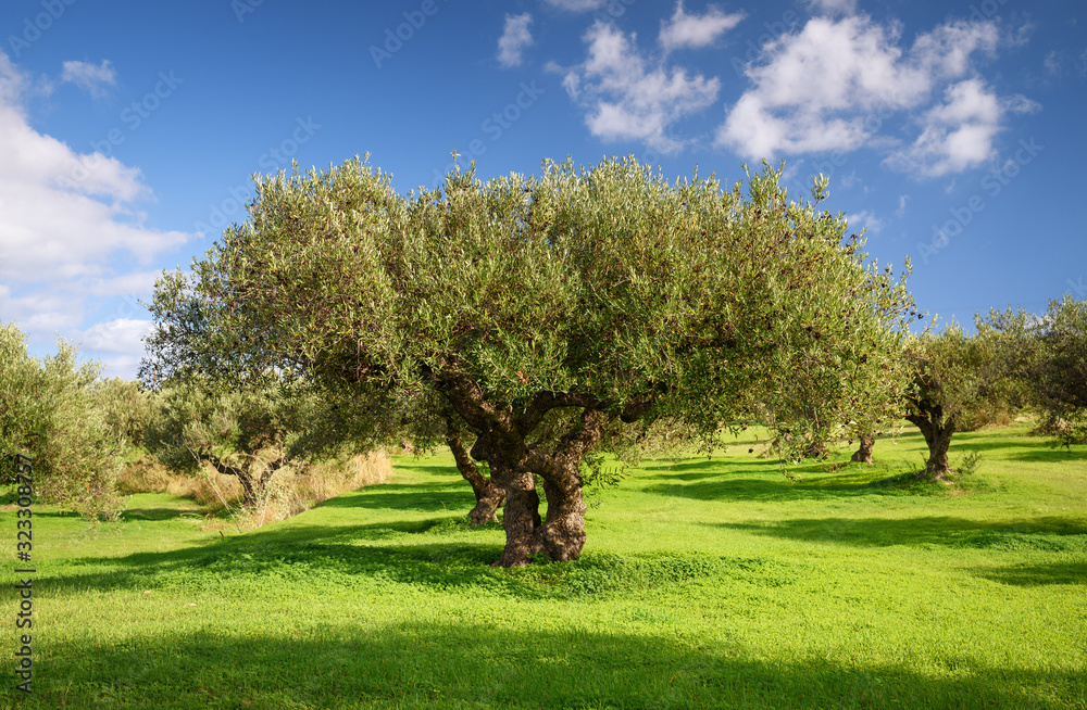 Olive grove during the olive harvest season in Greece, Crete, December