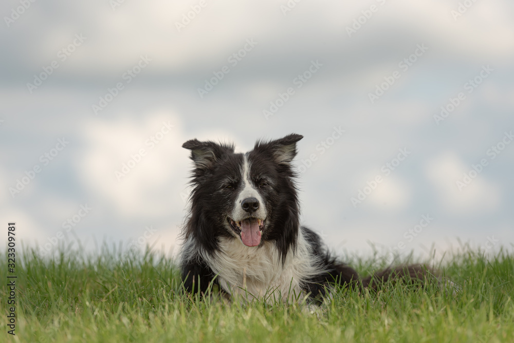 Old beautiful border collie dog is lying on the ground on a green meadow in front of a blue sky background