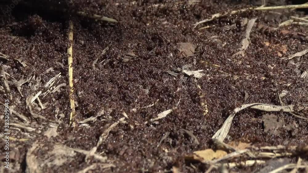 ants crawling on anthill in the woods ants crawling on anthill in the woods