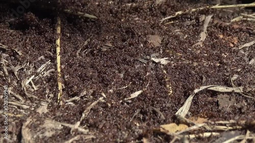 Wallpaper Mural ants crawling on anthill in the woods Torontodigital.ca