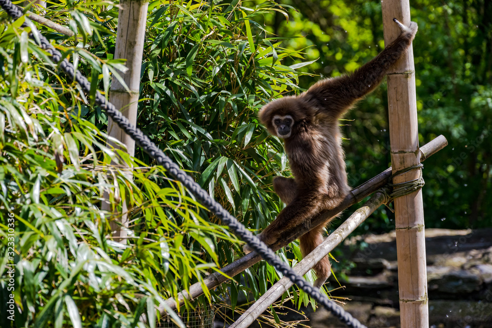 Ein Kapuzineraffe klettert im Opel Zoo in Rüsselsheim Ein Kapuzineraffe klettert im Opel Zoo in Rüsselsheim