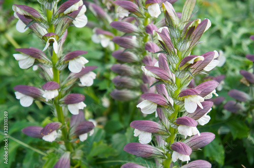 Fotografia Acanthus mollis or oyster plant purple and white flowers