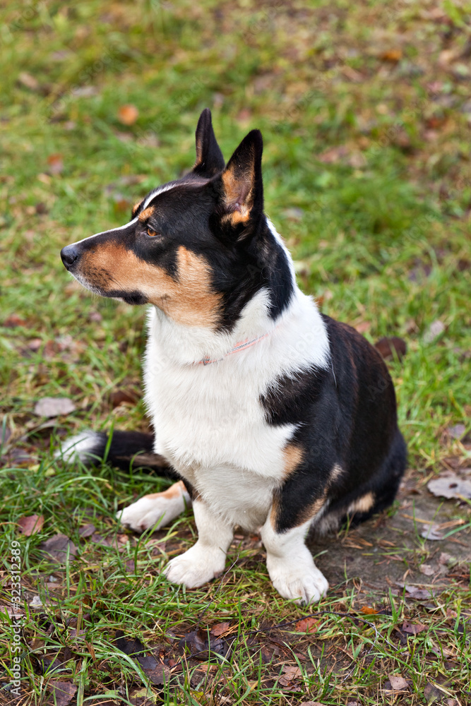 Dog breed Welsh Corgi Cardigan portrait in profile on nature Dog breed Welsh Corgi Cardigan portrait in profile on nature