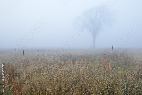 Autumn landscape of tall grass prairie in fog, Fort Custer State Park, Michigan, USA