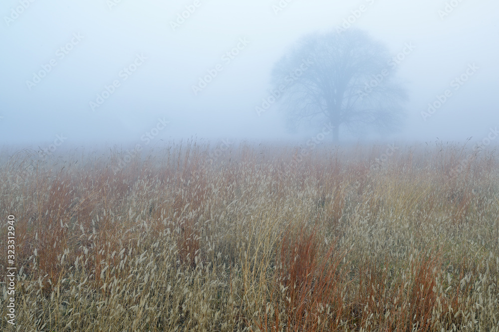 Autumn landscape of tall grass prairie in fog, Fort Custer State Park, Michigan, USA Autumn landscape of tall grass prairie in fog, Fort Custer State Park, Michigan, USA