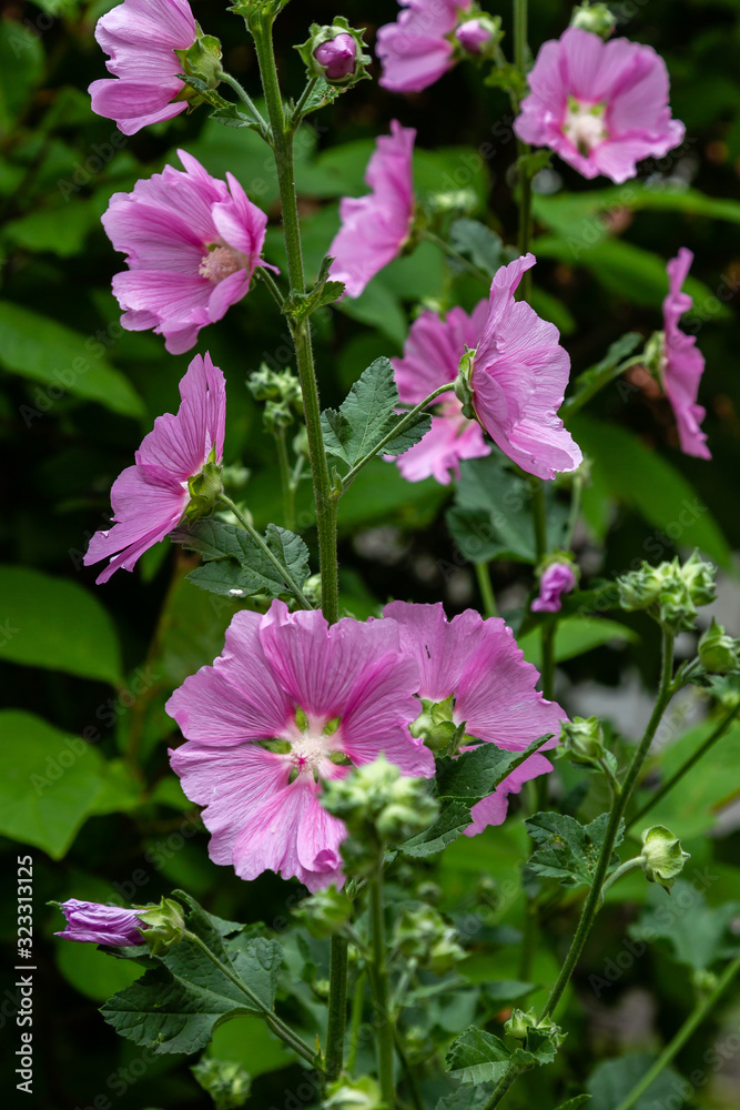 Pink flower of Alcea in garden
