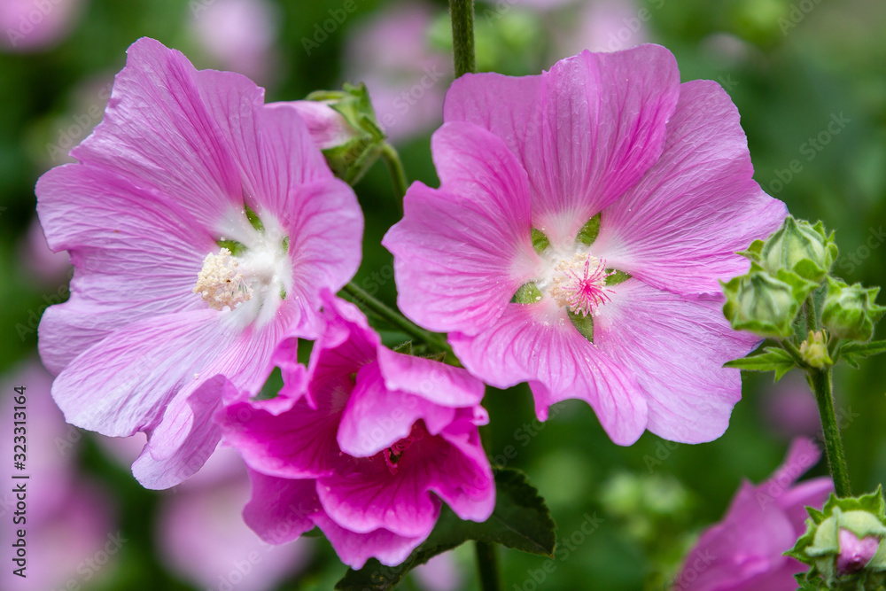 Pink flower of Alcea in garden Pink flower of Alcea in garden