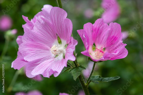 Pink flower of Alcea in garden