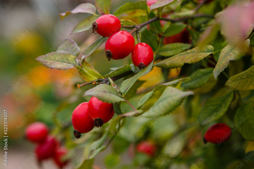 The red berries of rose hips on the Bush.
