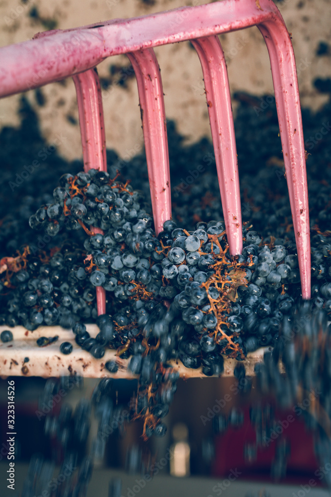 processing wine grapes