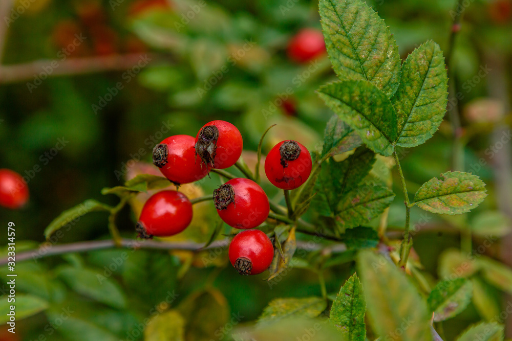 The red berries of rose hips on the Bush.