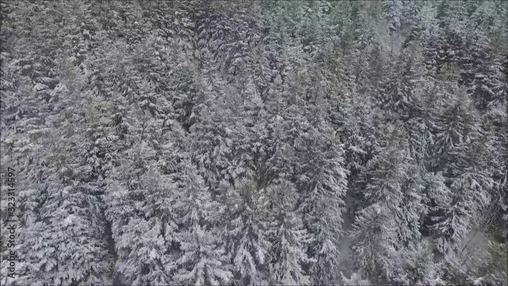 Huge pine tree forest branches covered in white snow in picturesque aerial drone panorama flyover in mountain landscape Huge pine tree forest branches covered in white snow in picturesque aerial drone panorama flyover in mountain landscape