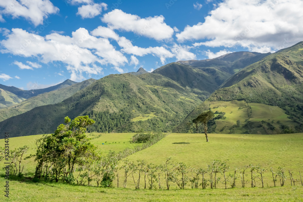  beautiful big tree in the mountains of Colombia