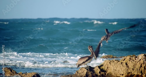 Pelicans on shoreline rocks during sunset on a windy ocean day