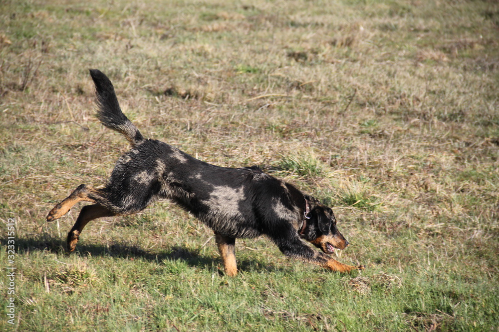 Beauceron dog having fun in puddles in forest Beauceron dog having fun in puddles in forest