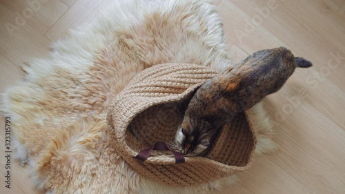Domestic Cat with stupid funny muzzle climbs into the linen craft basket. 