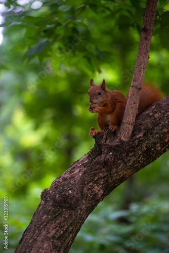 Little red squrell baby in forest eating the nut on branch nature wild life