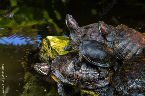 Trachemys scripta elegans. Decorative red-eared turtles are sitting on the rocks in an artificial reservoir.