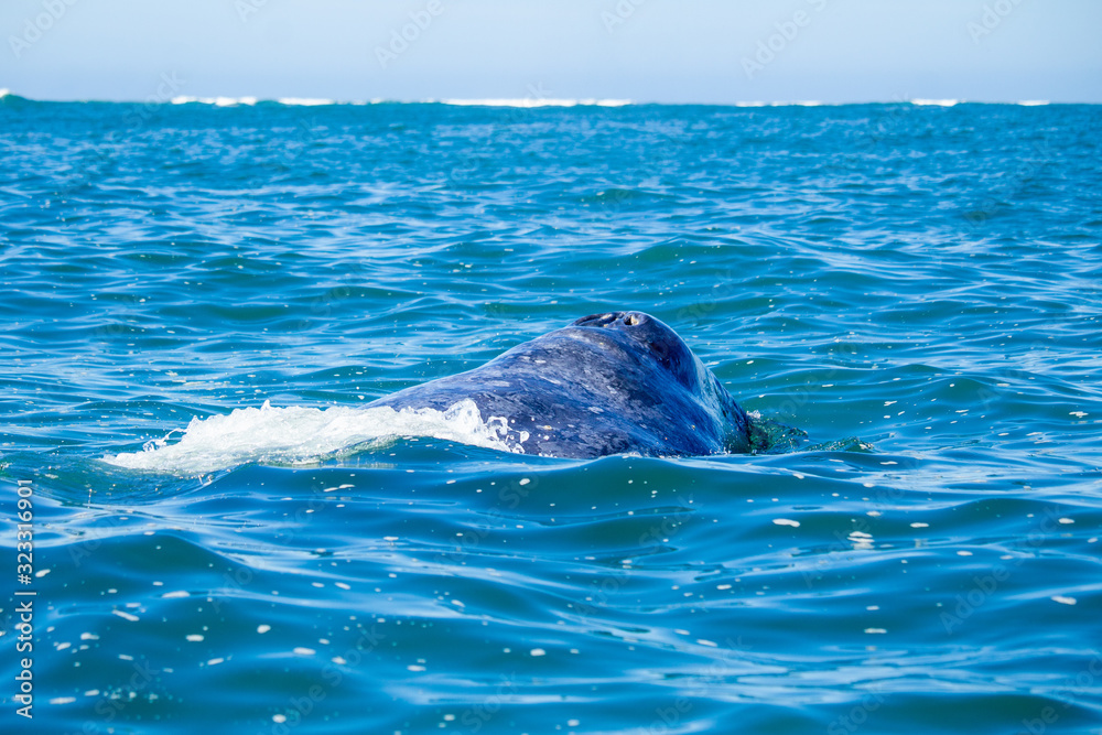 Obraz premium Ballena