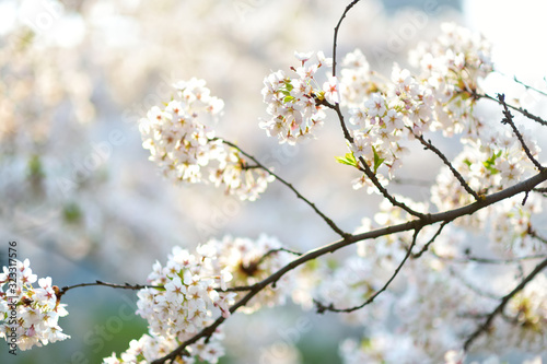 Beautiful cherry tree blossoming on spring. Beauty in nature. Tender cherry branches on sunny day outdoors.