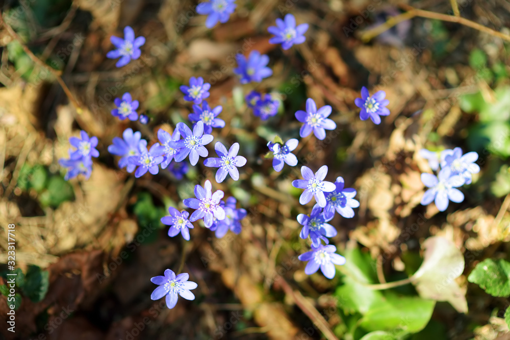 Fototapeta premium Blossoming hepatica flower in early spring in forest