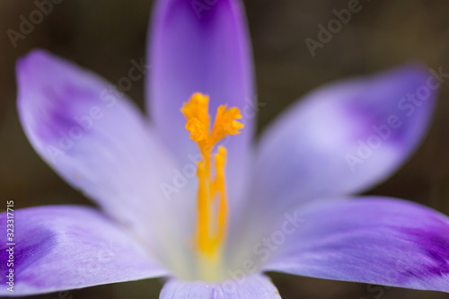 Crocus vernus or spring crocus, purple flower variety, giant crocus, a species in Family Iridaceae, native in Europe, early spring flower, ornamental plants in Iridaceae family, Dutch Crocus photo