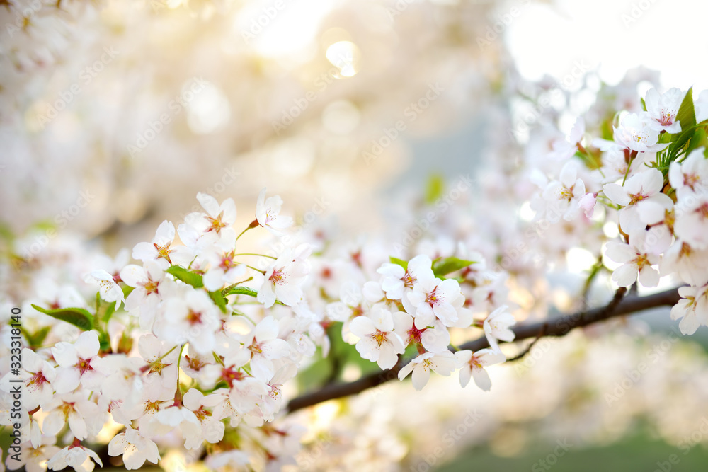 Beautiful cherry tree blossoming on spring. Beauty in nature. Tender cherry branches on sunny day outdoors. Beautiful cherry tree blossoming on spring. Beauty in nature. Tender cherry branches on sunny day outdoors.