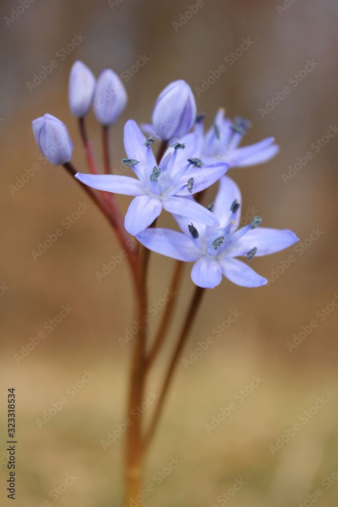 Scilla bifolia or Alpine squill or two-leaf squill, herbaceous perennial growing from an underground bulb, genus Scilla in family Asparagaceae with twin leave lance-shaped, curved, fleshy and shiny le Scilla bifolia or Alpine squill or two-leaf squill, herbaceous perennial growing from an underground bulb, genus Scilla in family Asparagaceae with twin leave lance-shaped, curved, fleshy and shiny le
