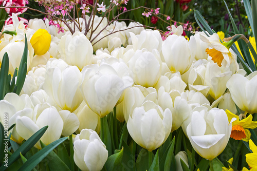 Beautiful white tulips (Purissima  species) photo