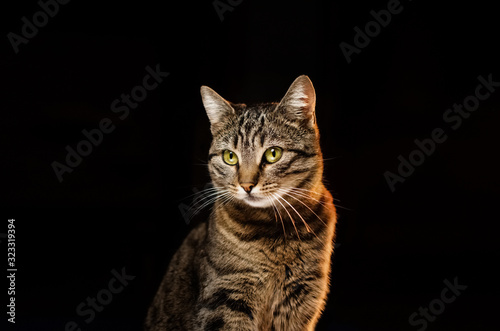 portrait of a cat on a black background cute animal photo studio