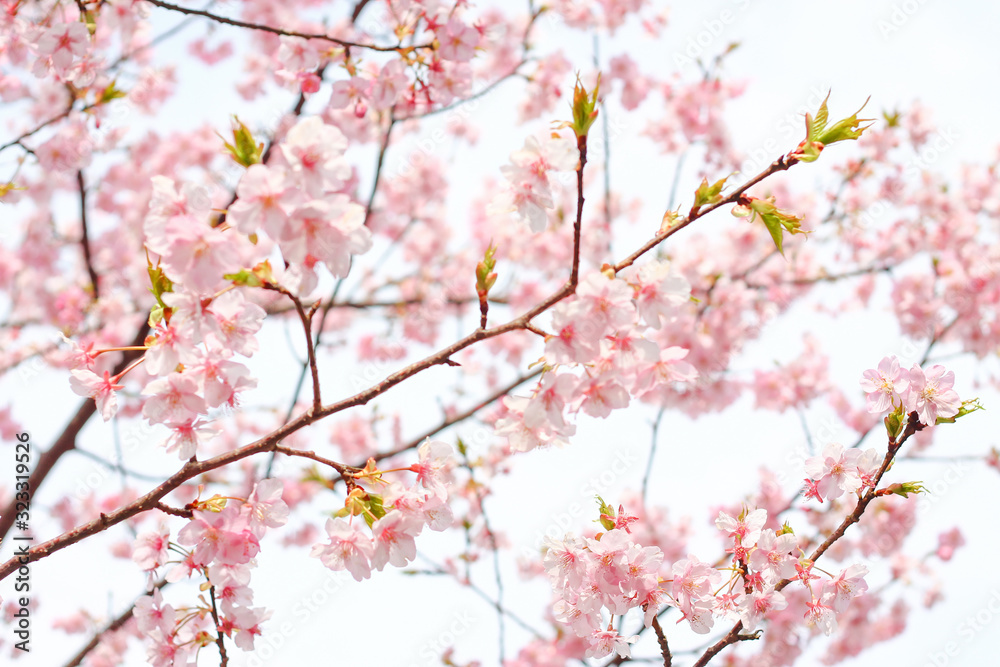河津桜, 桜, sakura, Japan