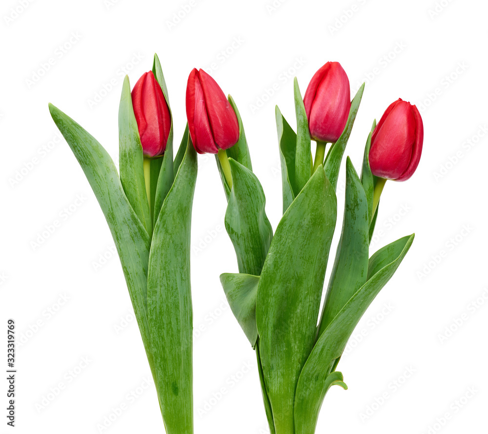 Fototapeta blooming red tulips with green leaves and stem isolated on white background